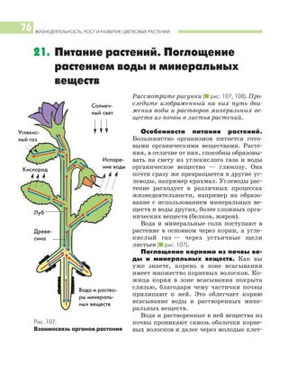 ЖИЗНЕДЕЯТЕЛЬНОСТЬ, РОСТ И РАЗВИТИЕ ЦВЕТКОВЫХ РАСТЕНИЙ
76
Рассмотрите рисунки (I рис. 107, 108). Про
следите изображенный на них путь дви
жения воды и растворов минеральных ве
ществ из почвы в листья растений.
Особенности питания растений.
Большинство организмов питается гото
выми органическими веществами. Расте
ния, в отличие от них, способны образовы
вать на свету из углекислого газа и воды
органическое вещество — глюкозу. Она
почти сразу же превращается в другие уг
леводы, например крахмал. Углеводы рас
тение расходует в различных процессах
жизнедеятельности, например на образо
вание с использованием минеральных ве
ществ и воды других, более сложных орга
нических веществ (белков, жиров).
Вода и минеральные соли поступают в
растение в основном через корни, а угле
кислый газ — через устьичные щели
листьев (I рис. 107).
Поглощение корнями из почвы во
ды и минеральных веществ. Как вы
уже знаете, корень в зоне всасывания
имеет множество корневых волосков. Ко
жица корня в зоне всасывания покрыта
слизью, благодаря чему частички почвы
прилипают к ней. Это облегчает корню
всасывание воды и растворенных мине
ральных веществ.
Вода и растворенные в ней вещества из
почвы проникают сквозь оболочки корне
вых волосков и далее через молодые клет
21. Питание растений. Поглощение
растением воды и минеральных
веществ
Рис. 107.
Взаимосвязь органов растения
Вода и раство
ры минераль
ных веществ
Древе
сина
Луб
Углекис
лый газ
Солнеч
ный свет
Испаре
ние водыКислород
 