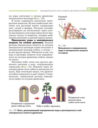 ЖИЗНЕДЕЯТЕЛЬНОСТЬ, РОСТ И РАЗВИТИЕ ЦВЕТКОВЫХ РАСТЕНИЙ 77
ки коры поступают в сосуды древесины
центрального цилиндра (I рис. 108).
В почве содержатся различные мине
ральные вещества. Из них наибольшее зна
чение для растений имеют содержащие
азот, калий и фосфор. Растение способно
регулировать их поступление: через клет
ки внутреннего слоя коры корня могут про
никать только те вещества, которые необ
ходимы растению в данный период жизни.
Проведение воды и минеральных
веществ по стеблю растения. Водный
раствор минеральных веществ по сосудам
центрального цилиндра корня поступает в
центральный цилиндр стебля, а оттуда —
во все другие органы. Убедиться в том, что
вода и растворы веществ соли передвига
ются по сосудам древесины стебля, можно
на опыте.
Поставим побег липы или другого дре
весного растения в воду, подкрашенную
чернилами (I рис. 109). Отрежем через не
которое время часть побега и расщепим его
вдоль. При этом будет видно, что древеси
на побега окрасилась в цвет чернил. Следо
вательно, чернильный раствор передви
гался вверх по сосудам древесины.
Рис. 108.
Всасывание и передвижение
воды и минеральных веществ
по корню
Рис. 109. Опыт, доказывающий передвижение воды и растворенных в ней
минеральных солей по древесине
Корневой
волосок
Сосуды
Поперечный и продольный
срезы стебля до опыта Побег в колбе с чернилами
Поперечный и про
дольный срезы
стебля после опыта
 