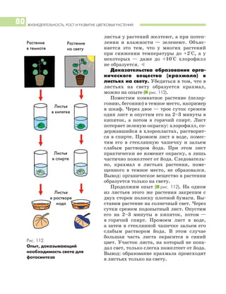 ЖИЗНЕДЕЯТЕЛЬНОСТЬ, РОСТ И РАЗВИТИЕ ЦВЕТКОВЫХ РАСТЕНИЙ
80
листья у растений желтеют, а при потеп
лении и влажности — зеленеют. Объяс
няется это тем, что у многих растений
при снижении температуры до +2°С, а у
некоторых — даже до +10°С хлорофилл
не образуется. )
Доказательства образования орга
нического вещества (крахмала) в
листьях на свету. Убедиться в том, что в
листьях на свету образуется крахмал,
можно на опыте (I рис. 112).
Поместим комнатное растение (пелар
гонию, бегонию) в темное место, например
в шкаф. Через двое — трое суток срежем
один лист и опустим его на 2–3 минуты в
кипяток, а потом в горячий спирт. Лист
потеряет зеленую окраску: хлорофилл, со
державшийся в хлоропластах, растворит
ся в спирте. Промоем лист в воде, помес
тим его в стеклянную чашечку и зальем
слабым раствором йода. При этом лист
практически не изменит окраску, а лишь
частично пожелтеет от йода. Следователь
но, крахмал в листьях растения, поме
щенного в темное место, не образовался.
Вывод: органическое вещество в растении
образуется только на свету.
Продолжим опыт (I рис. 112). На одном
из листьев этого же растения закрепим с
двух сторон полоску плотной бумаги. Вы
ставим растение на солнечный свет. Через
сутки срежем подопытный лист. Опустим
его на 2–3 минуты в кипяток, потом —
в горячий спирт. Промоем лист в воде,
а затем в стеклянной чашечке зальем его
слабым раствором йода. В этом случае
большая часть листа окрасится в синий
цвет. Участок листа, на который не попа
дал свет, только слегка пожелтеет от йода.
Вывод: образование крахмала происходит
в листьях только на свету.
Рис. 112.
Опыт, доказывающий
необходимость света для
фотосинтеза
Листья
в кипятке
Листья
в растворе
иода
Листья
в спирте
Растение
в темноте
Растение
на свету
 