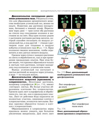 ЖИЗНЕДЕЯТЕЛЬНОСТЬ, РОСТ И РАЗВИТИЕ ЦВЕТКОВЫХ РАСТЕНИЙ 81
Доказательство поглощения расте
нием углекислого газа. Убедиться в том,
что для образования органического веще
ства необходим углекислый газ, можно на
опыте. Поместим два растения (пеларго
нию, бегонию) в темный шкаф. Переста
вим через двое — трое суток оба растения
на стекло под стеклянные колпаки и вы
ставим их на свет. Под один колпак рядом
с растением поставим раствор щелочи, ко
торый способен поглощать из воздуха уг
лекислый газ, а под другой — стакан с рас
твором соды для создания в воздухе
избытка углекислого газа (I рис. 113). Края
колпаков смажем вазелином, чтобы огра
ничить в них доступ свежего воздуха.
Срежем через сутки с каждого растения
по листу и обработаем их, как и при прове
дении предыдущих опытов. При этом бу
дет видно, что крахмал образовался только
в листьях того растения, которое находи
лось под колпаком с углекислым газом.
Вывод: углекислый газ поступает в
листья растений из воздуха через устьица,
а вода — по сосудам жилок.
Доказательства образования ор
ганического вещества (крахмала) в
хлоропластах. Некоторые растения,
например хлорофитум (I рис. 114), имеют
«пестрые» листья. Их белые участки об
разованы клетками без хлоропластов.
Срежем один лист хлорофитума и обрабо
таем его, так же, как в предыдущих опы
тах. Лист от действия йода окрасится не
полностью: участки, лишенные клеток с
хлоропластами, останутся светлыми. Вы
вод: крахмал образуется только в клет
ках с хлоропластами.
Образовавшиеся в хлоропластах зерна
крахмала можно увидеть при большом
увеличении микроскопа. Для этого лист
Рис. 113. Опыт, доказывающий
необходимость углекислого газа
для фотосинтеза
Щелочь Раствор
соды
Рис. 114.
Опыт, доказывающий образо
вание крахмала в хлоропластах
Лист хлорофитума
до опыта
Лист хлорофитума
после опыта
 