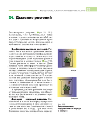 ЖИЗНЕДЕЯТЕЛЬНОСТЬ, РОСТ И РАЗВИТИЕ ЦВЕТКОВЫХ РАСТЕНИЙ 85
Рассмотрите рисунки (I рис. 96, 105).
Вспомните, что представляют собой
устьица, чечевички и кожица молодой час
ти корня. Проследите по рисункам пути
распространения газов, поглощаемых и
выделяемых растением, в его органах.
Особенности дыхания растений. Рас
тения, как и все живые организмы, дышат.
При этом они поглощают атмосферный кис
лород, а также используют тот кислород, ко
торый образуется у них в процессе фотосин
теза и имеется в межклетниках (I рис. 118).
Дышат растения и днем, и ночью. Днем
большая часть атмосферного кислорода по
ступает в растение через устьица листьев и
молодых побегов, кожицу молодых корней,
а также чечевички стеблей. Ночью почти у
всех растений устьица закрыты. В это вре
мя они для дыхания используют, в основ
ном, кислород, образовавшейся при фото
синтезе и накопленный в межклетниках.
По межклетникам кислород проникает во
все живые клетки растений.
В процессе дыхания растения поглоща
ют гораздо меньше кислорода, чем образу
ют его при фотосинтезе и выделяют в окру
жающую среду.
Дыхание — сложный процесс. Пос
тупивший в клетки кислород превращает
(окисляет) имеющиеся в них сложные ор
ганические вещества (в основном глюкозу)
в углекислый газ и воду. При этом осво
бождается энергия, которая была затраче
24. Дыхание растений
Рис. 118.
Восстановление
содержания кислорода
в воздухе
Вечером
Утром
 