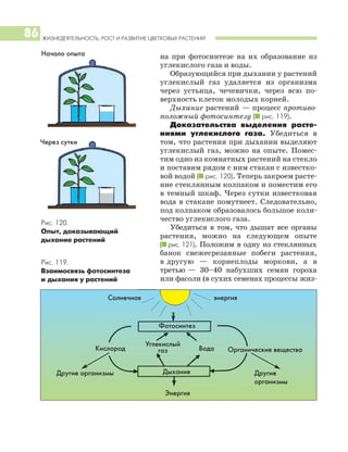 ЖИЗНЕДЕЯТЕЛЬНОСТЬ, РОСТ И РАЗВИТИЕ ЦВЕТКОВЫХ РАСТЕНИЙ
86
на при фотосинтезе на их образование из
углекислого газа и воды.
Образующийся при дыхании у растений
углекислый газ удаляется из организма
через устьица, чечевички, через всю по
верхность клеток молодых корней.
Дыхание растений — процесс противо
положный фотосинтезу (I рис. 119).
Доказательства выделения расте
ниями углекислого газа. Убедиться в
том, что растения при дыхании выделяют
углекислый газ, можно на опыте. Помес
тим одно из комнатных растений на стекло
и поставим рядом с ним стакан с известко
вой водой (I рис. 120). Теперь закроем расте
ние стеклянным колпаком и поместим его
в темный шкаф. Через сутки известковая
вода в стакане помутнеет. Следовательно,
под колпаком образовалось большое коли
чество углекислого газа.
Убедиться в том, что дышат все органы
растения, можно на следующем опыте
(I рис. 121). Положим в одну из стеклянных
банок свежесрезанные побеги растения,
в другую — корнеплоды моркови, а в
третью — 30–40 набухших семян гороха
или фасоли (в сухих семенах процессы жиз
Рис. 120.
Опыт, доказывающий
дыхание растений
Рис. 119.
Взаимосвязь фотосинтеза
и дыхания у растений
Фотосинтез
Дыхание
Кислород
Начало опыта
Через сутки
Углекислый
газ
Солнечная энергия
Вода Органические вещества
Другие
организмы
Другие организмы
Энергия
 