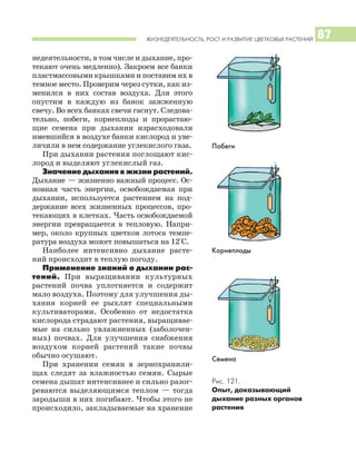 ЖИЗНЕДЕЯТЕЛЬНОСТЬ, РОСТ И РАЗВИТИЕ ЦВЕТКОВЫХ РАСТЕНИЙ 87
недеятельности, в том числе и дыхание, про
текают очень медленно). Закроем все банки
пластмассовыми крышками и поставим их в
темное место. Проверим через сутки, как из
менился в них состав воздуха. Для этого
опустим в каждую из банок зажженную
свечу. Во всех банках свечи гаснут. Следова
тельно, побеги, корнеплоды и прорастаю
щие семена при дыхании израсходовали
имевшийся в воздухе банки кислород и уве
личили в нем содержание углекислого газа.
При дыхании растения поглощают кис
лород и выделяют углекислый газ.
Значение дыхания в жизни растений.
Дыхание — жизненно важный процесс. Ос
новная часть энергии, освобождаемая при
дыхании, используется растением на под
держание всех жизненных процессов, про
текающих в клетках. Часть освобождаемой
энергии превращается в тепловую. Напри
мер, около крупных цветков лотоса темпе
ратура воздуха может повышаться на 12°С.
Наиболее интенсивно дыхание расте
ний происходит в теплую погоду.
Применение знаний о дыхании рас
тений. При выращивании культурных
растений почва уплотняется и содержит
мало воздуха. Поэтому для улучшения ды
хания корней ее рыхлят специальными
культиваторами. Особенно от недостатка
кислорода страдают растения, выращивае
мые на сильно увлажненных (заболочен
ных) почвах. Для улучшения снабжения
воздухом корней растений такие почвы
обычно осушают.
При хранении семян в зернохранили
щах следят за влажностью семян. Сырые
семена дышат интенсивнее и сильно разог
реваются выделяющимся теплом — тогда
зародыши в них погибают. Чтобы этого не
происходило, закладываемые на хранение
Рис. 121.
Опыт, доказывающий
дыхание разных органов
растения
Корнеплоды
Семена
Побеги
 