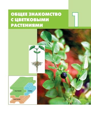 ОБЩЕЕ ЗНАКОМСТВО
С ЦВЕТКОВЫМИ
РАСТЕНИЯМИ 1
ГРИБЫРАСТЕНИЯ
БАКТЕРИИ
 