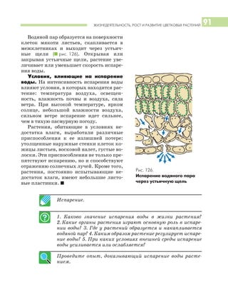 ЖИЗНЕДЕЯТЕЛЬНОСТЬ, РОСТ И РАЗВИТИЕ ЦВЕТКОВЫХ РАСТЕНИЙ 91
Испарение.
1. Каково значение испарения воды в жизни растения?
2. Какие органы растения играют основную роль в испаре
нии воды? 3. Где у растений образуется и накапливается
водяной пар? 4. Каким образом растение регулирует испаре
ние воды? 5. При каких условиях внешней среды испарение
воды усиливается или ослабляется?
Проведите опыт, доказывающий испарение воды расте
нием.
Водяной пар образуется на поверхности
клеток мякоти листьев, скапливается в
межклетниках и выходит через устьич
ные щели (I рис. 126). Открывая или
закрывая устьичные щели, растение уве
личивает или уменьшает скорость испаре
ния воды.
Условия, влияющие на испарение
воды. На интенсивность испарения воды
влияют условия, в которых находится рас
тение: температура воздуха, освещен
ность, влажность почвы и воздуха, сила
ветра. При высокой температуре, ярком
солнце, небольшой влажности воздуха,
сильном ветре испарение идет сильнее,
чем в тихую пасмурную погоду.
Растения, обитающие в условиях не
достатка влаги, выработали различные
приспособления к ее излишней потере:
утолщенные наружные стенки клеток ко
жицы листьев, восковой налет, густые во
лоски. Эти приспособления не только пре
пятствуют испарению, но и способствуют
отражению солнечных лучей. Кроме того,
растения, постоянно испытывающие не
достаток влаги, имеют небольшие листо
вые пластинки. I
Рис. 126.
Испарение водяного пара
через устьичную щель
 