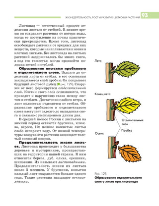 ЖИЗНЕДЕЯТЕЛЬНОСТЬ, РОСТ И РАЗВИТИЕ ЦВЕТКОВЫХ РАСТЕНИЙ 93
Листопад — естественный процесс от
деления листьев от стеблей. В зимнее вре
мя он сохраняет растения от потери воды,
когда ее поступление из почвы практиче
ски прекращается. Кроме того, листопад
освобождает растения от вредных для них
веществ, которые накапливаются к осени в
клетках листьев. Без листопада на листьях
растений задерживалось бы много снега,
а под его тяжестью могла произойти по
ломка ветвей и стеблей.
Образование листьями пробкового
и отделительного слоев. Задолго до от
деления листа от стебля, в его основании
закладывается слой пробки. Он покрывает
будущий листовой рубец (I рис. 129). Снару
жи от него формируется отделительный
слой. Клетки этого слоя ослизняются, что
приводит к нарушению связи между лис
том и стеблем. Достаточно слабого ветра, и
лист полностью отделяется от стебля. Об
разование пробкового и отделительного
слоев наступает задолго до выпадения сне
га и связано с уменьшением длины дня.
В средней полосе России с листьями на
зимний период остаются брусника, клюк
ва, вереск. Их мелкие кожистые листья
слабо испаряют воду. От низкой темпера
туры воздуха эти растения защищает толс
тый снежный покров.
Продолжительность жизни листь
ев. Листопад происходит у большинства
деревьев и кустарников, произрастаю
щих на территории нашей страны. К ним
относятся береза, дуб, ольха, орешник,
шиповник. Их называют листопадными.
Продолжительность жизни их листьев
около 5 месяцев. У брусники, копытня
каждый лист сохраняется больше одного
года. Такие растения называют вечнозе
леными.
Рис. 129.
Образование отделительного
слоя у листа при листопаде
Лето
Отделительный
слой
Конец лета
Пробка
Осень
 