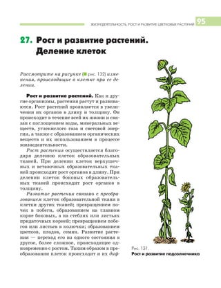 ЖИЗНЕДЕЯТЕЛЬНОСТЬ, РОСТ И РАЗВИТИЕ ЦВЕТКОВЫХ РАСТЕНИЙ 95
Рассмотрите на рисунке (I рис. 132) изме
нения, происходящие в клетке при ее де
лении.
Рост и развитие растений. Как и дру
гие организмы, растения растут и развива
ются. Рост растений проявляется в увели
чении их органов в длину и толщину. Он
происходит в течение всей их жизни и свя
зан с поглощением воды, минеральных ве
ществ, углекислого газа и световой энер
гии, а также с образованием органических
веществ и их использованием в процессе
жизнедеятельности.
Рост растения осуществляется благо
даря делению клеток образовательных
тканей. При делении клеток верхушеч
ных и вставочных образовательных тка
ней происходит рост органов в длину. При
делении клеток боковых образователь
ных тканей происходит рост органов в
толщину.
Развитие растения связано с преобра
зованием клеток образовательной ткани в
клетки других тканей; превращением по
чек в побеги, образованием на главном
корне боковых, а на стеблях или листьях
придаточных корней; превращением побе
гов или листьев в колючки; образованием
цветков, плодов, семян. Развитие расте
ния — переход его из одного состояния в
другое, более сложное, происходящее од
новременно с ростом. Таким образом в пре
образовании клеток происходит и их диф
27. Рост и развитие растений.
Деление клеток
Рис. 131.
Рост и развитие подсолнечника
 