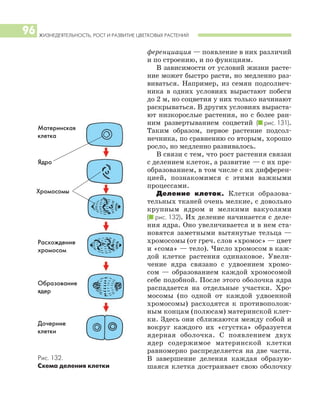 ЖИЗНЕДЕЯТЕЛЬНОСТЬ, РОСТ И РАЗВИТИЕ ЦВЕТКОВЫХ РАСТЕНИЙ
96
ференциация — появление в них различий
и по строению, и по функциям.
В зависимости от условий жизни расте
ние может быстро расти, но медленно раз
виваться. Например, из семян подсолнеч
ника в одних условиях вырастают побеги
до 2 м, но соцветия у них только начинают
раскрываться. В других условиях выраста
ют низкорослые растения, но с более ран
ним развертыванием соцветий (I рис. 131).
Таким образом, первое растение подсол
нечника, по сравнению со вторым, хорошо
росло, но медленно развивалось.
В связи с тем, что рост растения связан
с делением клеток, а развитие — с их пре
образованием, в том числе с их дифферен
цией, познакомимся с этими важными
процессами.
Деление клеток. Клетки образова
тельных тканей очень мелкие, с довольно
крупным ядром и мелкими вакуолями
(I рис. 132). Их деление начинается с деле
ния ядра. Оно увеличивается и в нем ста
новятся заметными вытянутые тельца —
хромосомы (от греч. слов «хромос» — цвет
и «сома» — тело). Число хромосом в каж
дой клетке растения одинаковое. Увели
чение ядра связано с удвоением хромо
сом — образованием каждой хромосомой
себе подобной. После этого оболочка ядра
распадается на отдельные участки. Хро
мосомы (по одной от каждой удвоенной
хромосомы) расходятся к противополож
ным концам (полюсам) материнской клет
ки. Здесь они сближаются между собой и
вокруг каждого их «сгустка» образуется
ядерная оболочка. С появлением двух
ядер содержимое материнской клетки
равномерно распределяется на две части.
В завершение деления каждая образую
шаяся клетка достраивает свою оболочку
Рис. 132.
Схема деления клетки
Материнская
клетка
Ядро
Хромосомы
Расхождение
хромосом
Образование
ядер
Дочерние
клетки
 