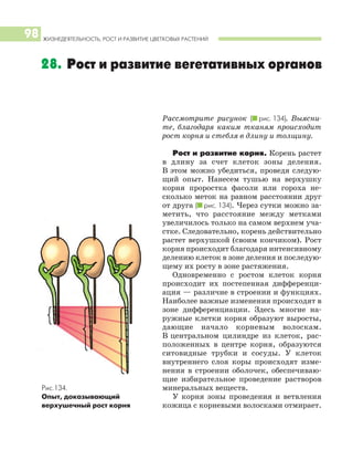 Рассмотрите рисунок (I рис. 134). Выясни
те, благодаря каким тканям происходит
рост корня и стебля в длину и толщину.
Рост и развитие корня. Корень растет
в длину за счет клеток зоны деления.
В этом можно убедиться, проведя следую
щий опыт. Нанесем тушью на верхушку
корня проростка фасоли или гороха не
сколько меток на равном расстоянии друг
от друга (I рис. 134). Через сутки можно за
метить, что расстояние между метками
увеличилось только на самом верхнем уча
стке. Следовательно, корень действительно
растет верхушкой (своим кончиком). Рост
корня происходит благодаря интенсивному
делению клеток в зоне деления и последую
щему их росту в зоне растяжения.
Одновременно с ростом клеток корня
происходит их постепенная дифференци
ация — различие в строении и функциях.
Наиболее важные изменения происходят в
зоне дифференциации. Здесь многие на
ружные клетки корня образуют выросты,
дающие начало корневым волоскам.
В центральном цилиндре из клеток, рас
положенных в центре корня, образуются
ситовидные трубки и сосуды. У клеток
внутреннего слоя коры происходят изме
нения в строении оболочек, обеспечиваю
щие избирательное проведение растворов
минеральных веществ.
У корня зоны проведения и ветвления
кожица с корневыми волосками отмирает.
ЖИЗНЕДЕЯТЕЛЬНОСТЬ, РОСТ И РАЗВИТИЕ ЦВЕТКОВЫХ РАСТЕНИЙ
98
28. Рост и развитие вегетативных органов
Рис.134.
Опыт, доказывающий
верхушечный рост корня
 
