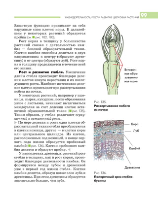 ЖИЗНЕДЕЯТЕЛЬНОСТЬ, РОСТ И РАЗВИТИЕ ЦВЕТКОВЫХ РАСТЕНИЙ 99
Защитную функцию принимают на себя
наружные слои клеток коры. В дальней
шем у некоторых растений образуется
пробка (см. I рис. 102, 103).
Рост корня в толщину у большинства
растений связан с деятельностью кам
бия — боковой образовательной ткани.
Клетки камбия способны делиться в двух
направлениях: к центру (образуют древе
сину) и от центра (образуют луб). Рост кор
ня в толщину продолжается в течение всей
его жизни.
Рост и развитие стебля. Увеличение
длины стебля происходит благодаря деле
нию клеток конуса нарастания и их после
дующего роста. Наиболее интенсивно деле
ние клеток происходит при развертывании
побега из почки.
У некоторых растений, например у пше
ницы, пырея, кукурузы, после образования
узлов с листьями, начинают вытягиваться
междоузлия за счет деления клеток вста
вочной образовательной ткани (I рис. 135).
Таким образом, у стебля различают верху
шечный и вставочный рост.
* По мере деления и роста одни клетки об
разовательной ткани стебля преобразуются
в клетки кожицы, другие — в клетки коры
или центрального цилиндра. Из клеток,
расположенных под кожицей, в конце пер
вого года жизни образуется пробковый
камбий (I рис. 136). Клетки пробкового кам
бия делятся и образуют пробку. )
У многолетних древесных растений рост
стебля в толщину, как и рост корня, проис
ходит благодаря деятельности камбия. Он
формируется между лубом и древесиной
уже в первый год жизни стебля. Клетки
камбия делятся, образуя новые слои луба и
древесины. При этом древесины образуется
значительно больше, чем луба.
Рис. 135.
Развертывание побега
из почки
Рис. 136.
Поперечный срез стебля
бузины
Вставоч
ная обра
зователь
ная ткань
Камбий
Древесина
Луб
Кора
 