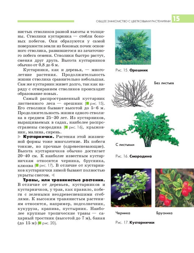 Биология 6 класс викторов никишов дыхание растений