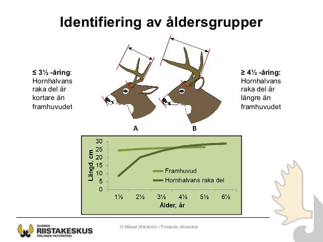 Vitsvansviltets biologi powerpoint