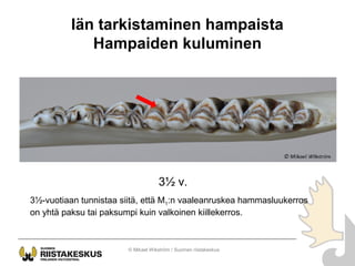 Iän tarkistaminen hampaista
Hampaiden kuluminen
© Mikael Wikström / Suomen riistakeskus
3½ v.
3½-vuotiaan tunnistaa siitä,...