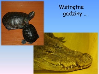 Wstrętne
 gadziny …
 