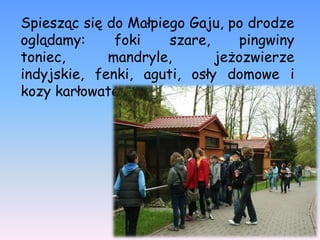 Spiesząc się do Małpiego Gaju, po drodze
oglądamy:     foki    szare,     pingwiny
toniec,      mandryle,       jeżozwierze
indyjskie, fenki, aguti, osły domowe i
kozy karłowate.
 
