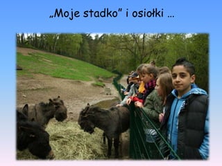 „Moje stadko” i osiołki …
 