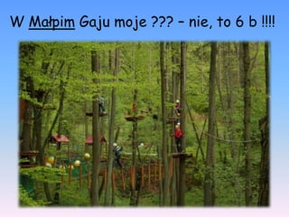 W Małpim Gaju moje ??? – nie, to 6 b !!!!
 