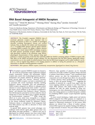 RNA Based Antagonist of NMDA Receptors
Garam Lee,†,∥
David M. MacLean,†,∥
Henning Ulrich,‡
Xiurong Zhao,§
Jaroslaw Aronowski,§
and Vasanthi Jayaraman*,†
†
Center for Membrane Biology, Department of Biochemistry and Molecular Biology, and §
Department of Neurology, University of
Texas Health Science Center, 6431 Fannin, Houston, Texas 77030, United States
‡
Department of Biochemistry, Instituto de Química, Universidade de São Paulo, São Paulo, Av. Prof. Lineu Prestes 748, São Paulo,
S.P. 05508-900, Brazil
ABSTRACT: The N-methyl D-aspartate (NMDA) class of
ionotropic glutamate receptors plays important roles in
learning and memory as well as in a number of neurological
disorders including Huntington’s disease and cerebral
ischemia. Here, we describe the isolation and characterization
of a 2′ F-modiﬁed RNA aptamers directed against GluN2A-
containing NMDA receptors. By adding a negative selection
step toward the closely related AMPA and kainate receptors,
the RNA aptamers speciﬁcally recognize NMDA receptors
with dissociation constants in the nanomolar range. Electro-
physiological characterization of these aptamers using rapid
perfusion in outside-out patches reveals that they selectively inhibit the GluN2A containing subtype of NMDA receptors with
little eﬀect on the AMPA and kainate receptor subtypes. We also demonstrate that this RNA aptamer signiﬁcantly reduces
neurotoxicity in an in vitro model of cerebral ischemia. Given that the RNA based antagonist can be readily modiﬁed, it can be
used as a tool in targeted drug delivery or for imaging purposes in addition to having the potential use as a therapeutic
intervention in disorders involving glutamate receptors.
KEYWORDS: RNA aptamers, NMDA receptors, excitotoxicity, neuroprotection, ligand-gated ion channel, drug discovery
The N-methyl-D-aspartate (NMDA) receptor ion channel is
one of the key postsynaptic targets of glutamate mediated
synaptic transmission. Synaptic and extrasynaptic NMDA
receptors play central roles in physiological processes such as
development and synaptic plasticity by allowing glutamate-
gated calcium inﬂux into neurons.1
However, excessive
activation of NMDA receptors can lead to excitotoxicity and
is associated with several neurological disorders including
Parkinson’s disease, neuropathic pain and schizophrenia.2
NMDA receptor antagonists are eﬀective in reducing cerebral
infarction in various experimental stroke models3−6
and have
also shown clincal usefulness in the treatment of Alzhiemer’s
disease7
and dementia from Parkinson’s disease.8
However,
their full theraupeutic potential has not been realized in clinical
settings due to severe side eﬀects such as cognitive disruption
and pyschotomimetic symptoms.1,3−6,9
While strong side
eﬀects are to some extent more manageable in a transient
intervention following ischemia, they present a severe problem
in the chronic treatments needed for Alzheimer’s disease,
Parkinson’s disease or schizophrenia. Novel antagonists built
from RNA aptamers may oﬀer an alternative to these small
molecule drugs.
In general, RNA aptamers have several advantages over
traditional small molecule agents. RNA aptamers boast very
high aﬃnity and target speciﬁcity.10−13
Indeed in the case of
ligand-gated ion channels, aptamers have been evolved which
show selectivity for certain functional states over others.14,15
Moreover, large quantities of aptamers can be chemically
synthesized and readily modiﬁed to facilitate linkage with lipid
or polymer based delivery systems.10
Such nanoparticle-based
delivery systems can alter the biodistribution of these
compounds and avoid oﬀ-target tissue eﬀects. It is also possible
to develop aptamers which speciﬁcally pass the blood-brain
barrier or show cell speciﬁc binding,10,12,16,17
suggesting the
possibility of selectivity for a speciﬁc brain region when the
correct targeting antibody or aptamer is used. These features
endow RNA aptamers with similar binding properties as
antibodies but with the added advantage of being non-
immunogenic even when administered in excess of therapeutic
doses, thus making aptamers an excellent therapeutic candidate
for modulating NMDA receptor receptor-dependent signaling
pathways.
To move toward developing a highly potent and selective
NMDA antagonist from RNA aptamers, we employed an in
vitro selection process termed SELEX (Systematic Evolution of
Ligands by EXponential enrichment). In this process, RNA
aptamers are selected from a library of random nuclease-
resistant RNA sequences by repetitive binding of the RNA pool
to target molecules of interest. This pool of RNA molecules is
Received: February 25, 2014
Revised: April 7, 2014
Published: April 7, 2014
Research Article
pubs.acs.org/chemneuro
© 2014 American Chemical Society 559 dx.doi.org/10.1021/cn500041k | ACS Chem. Neurosci. 2014, 5, 559−567
This is an open access article published under an ACS AuthorChoice License, which permits
copying and redistribution of the article or any adaptations for non-commercial purposes.
 