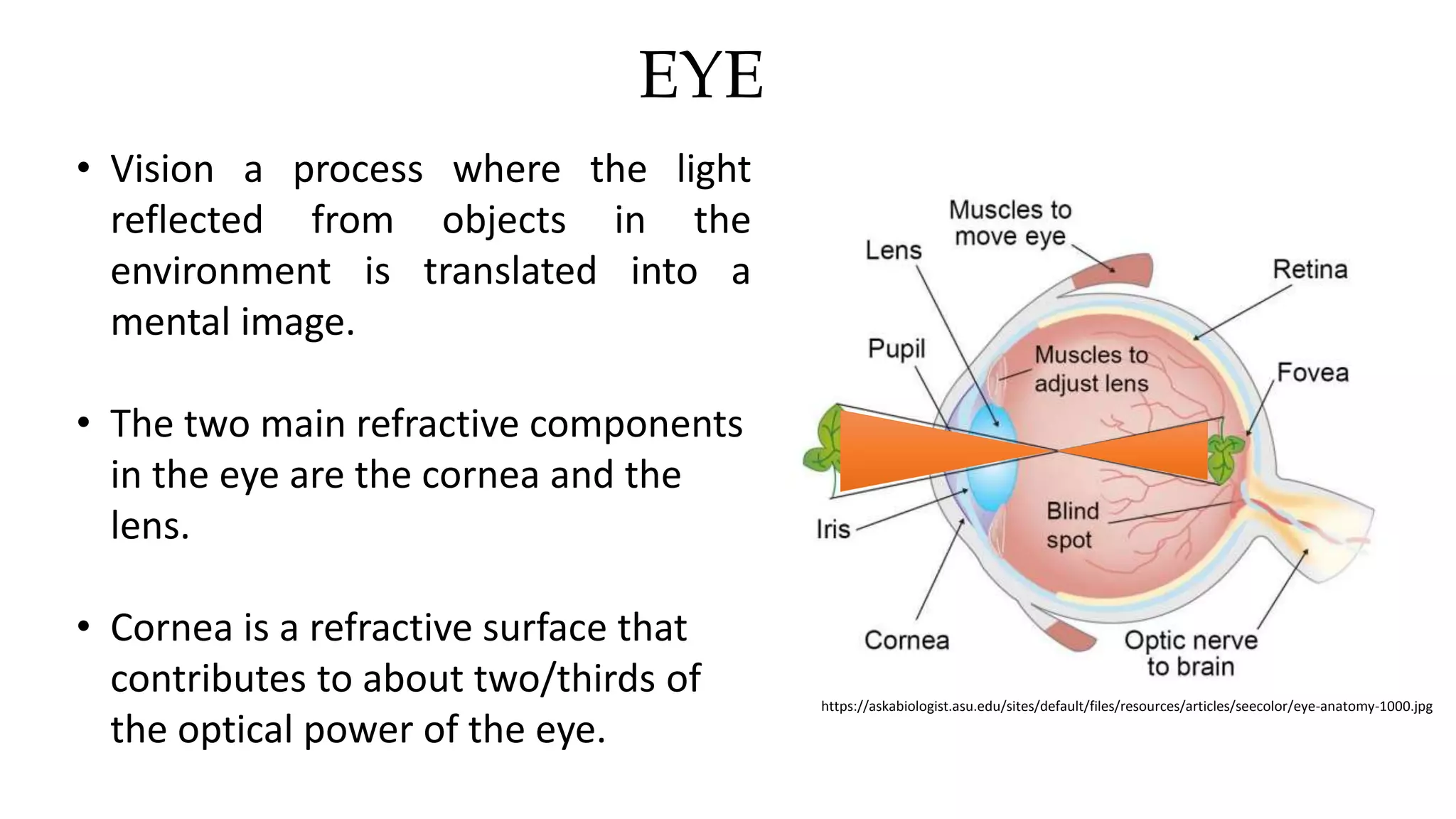 EYE
• Vision a process where the light
reflected from objects in the
environment is translated into a
mental image.
• The two main refractive components
in the eye are the cornea and the
lens.
• Cornea is a refractive surface that
contributes to about two/thirds of
the optical power of the eye.
https://askabiologist.asu.edu/sites/default/files/resources/articles/seecolor/eye-anatomy-1000.jpg
 