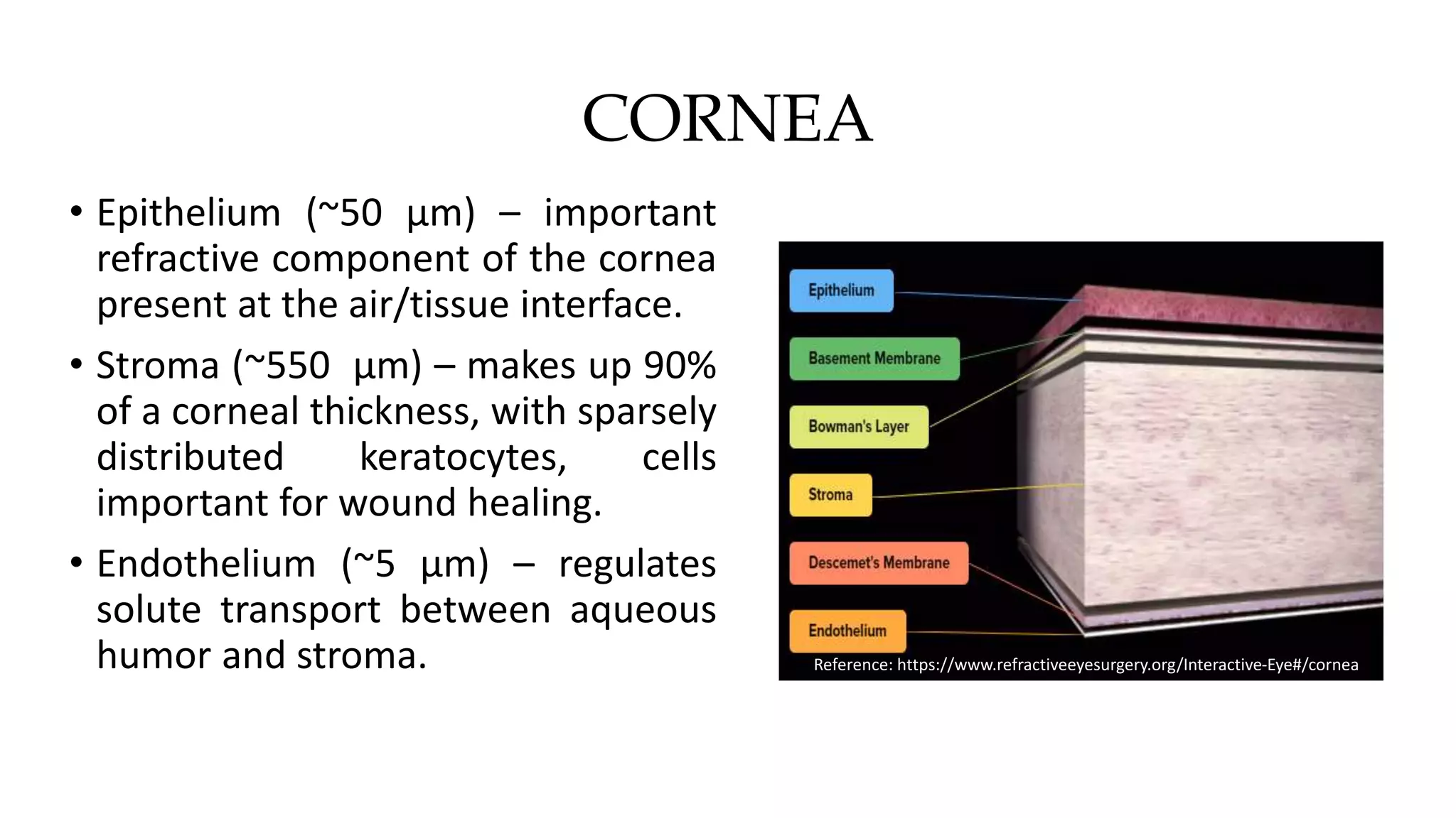 CORNEA
• Epithelium (~50 µm) – important
refractive component of the cornea
present at the air/tissue interface.
• Stroma (~550 µm) – makes up 90%
of a corneal thickness, with sparsely
distributed keratocytes, cells
important for wound healing.
• Endothelium (~5 µm) – regulates
solute transport between aqueous
humor and stroma. Reference: https://www.refractiveeyesurgery.org/Interactive-Eye#/cornea
 