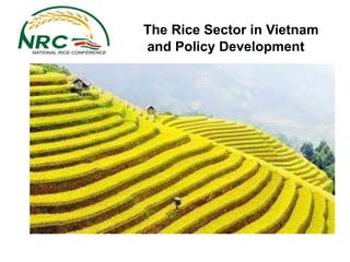 The Rice Sector in Vietnam
and Policy Development
 