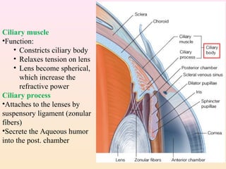Ciliary muscle
•Function:
• Constricts ciliary body
• Relaxes tension on lens
• Lens become spherical,
which increase the
refractive power
Ciliary process
•Attaches to the lenses by
suspensory ligament (zonular
fibers)
•Secrete the Aqueous humor
into the post. chamber
 