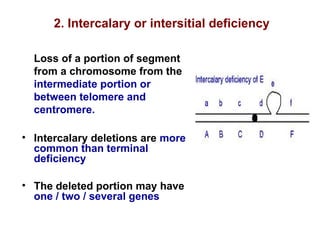 Loss of a portion of segment
from a chromosome from the
intermediate portion or
between telomere and
centromere.
• Intercalary deletions are more
common than terminal
deficiency
• The deleted portion may have
one / two / several genes
2. Intercalary or intersitial deficiency
 