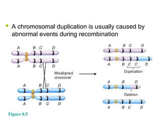 A chromosomal duplication is usually caused by
abnormal events during recombination
Figure 8.5
 