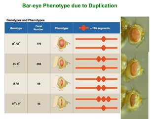 Bar-eye Phenotype due to Duplication
 