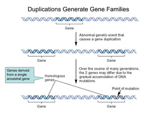 Genes derived
from a single
ancestral gene
Duplications Generate Gene Families
 