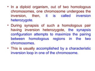 • In a diploid organism, out of two homologous
chromosomes, one chromosome undergoes the
inversion, then, it is called inversion
heterozygote.
• During synapsis of such a homologous pair
having inversion heterozygote, the synapsis
configuration attempts to maximize the pairing
between homologous regions in the two
chromosomes.
• This is usually accomplished by a characteristic
inversion loop in one of the chromosome.
 