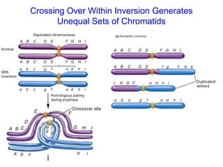 Crossing Over Within Inversion Generates
Unequal Sets of Chromatids
 