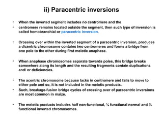ii) Paracentric inversions
• When the inverted segment includes no centromere and the
• centromere remains located outside the segment, then such type of inversion is
called homobranchial or paracentric inversion.
• Crossing over within the inverted segment of a paracentric inversion, produces
a dicentric chromosome contains two centromeres and forms a bridge from
one pole to the other during first meiotic anaphase.
• When anaphase chromosomes separate towards poles, this bridge breaks
somewhere along its length and the resulting fragments contain duplications
and/ or deficiencies.
• The acentric chromosome because lacks in centromere and fails to move to
either pole and so, it is not included in the meiotic products.
• Such, breakage-fusion bridge cycles of crossing over of paracentric inversions
are most common in maize.
• The meiotic products includes half non-functional, ¼ functional normal and ¼
functional inverted chromosomes.
 