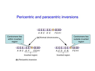 Centromere lies
within inverted
region
Centromere lies
outside inverted
region
Pericentric and paracentric inversions
 