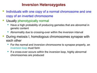  Individuals with one copy of a normal chromosome and one
copy of an inverted chromosome
 Usually phenotypically normal
 Have a high probability of producing gametes that are abnormal in
genetic content
 Abnormality due to crossing-over within the inversion interval
 During meiosis I, homologous chromosomes synapse with
each other
 For the normal and inversion chromosome to synapse properly, an
inversion loop must form
 If a cross-over occurs within the inversion loop, highly abnormal
chromosomes are produced
Inversion Heterozygotes
 