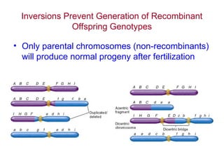 Inversions Prevent Generation of Recombinant
Offspring Genotypes
• Only parental chromosomes (non-recombinants)
will produce normal progeny after fertilization
 