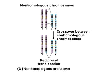 Fig. 8.13b(TE Art)
Nonhomologous chromosomes
Reciprocal
translocation
1 1 7 7
Nonhomologous crossover
1 7
Crossover between
nonhomologous
chromosomes
 
