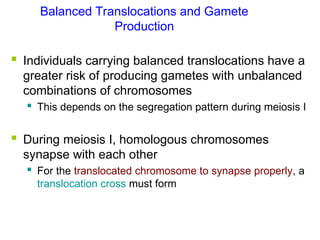  Individuals carrying balanced translocations have a
greater risk of producing gametes with unbalanced
combinations of chromosomes
 This depends on the segregation pattern during meiosis I
 During meiosis I, homologous chromosomes
synapse with each other
 For the translocated chromosome to synapse properly, a
translocation cross must form
Balanced Translocations and Gamete
Production
 
