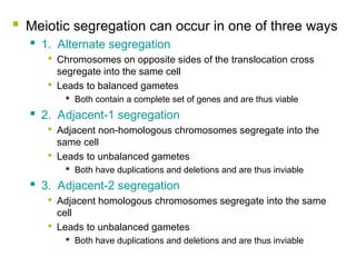  Meiotic segregation can occur in one of three ways
 1. Alternate segregation

Chromosomes on opposite sides of the translocation cross
segregate into the same cell

Leads to balanced gametes
 Both contain a complete set of genes and are thus viable
 2. Adjacent-1 segregation

Adjacent non-homologous chromosomes segregate into the
same cell

Leads to unbalanced gametes
 Both have duplications and deletions and are thus inviable
 3. Adjacent-2 segregation

Adjacent homologous chromosomes segregate into the same
cell

Leads to unbalanced gametes
 Both have duplications and deletions and are thus inviable
 