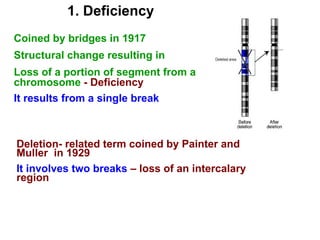 1. Deficiency
Coined by bridges in 1917
Structural change resulting in
Loss of a portion of segment from a
chromosome - Deficiency
It results from a single break
Deletion- related term coined by Painter and
Muller in 1929
It involves two breaks – loss of an intercalary
region
 