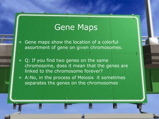 Gene Maps   Gene maps show the location of a colorful assortment of gene on given chromosomes. Q: If you find two genes on the same chromosome, does it mean that the genes are linked to the chromosome forever? A:No, in the process of Meiosis  it sometimes separates the genes on the chromosomes  