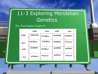 11-3 Exploring Mendelian Genetics   The Two-Factor Cross:F1 
