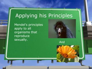 Applying his Principles  Mendel's principles apply to all organisms that reproduce sexually. And 