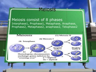 Meiosis Meiosis consist of 8 phases Interphase1, Prophase1, Metaphase, Anaphase, Prophase2, Metaphase2, anaphase2, Telophase2 