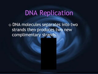 DNA Replication DNA molecules separates into two strands then produces two new complimentary strands. 