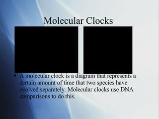 Molecular Clocks  A molecular clock is a diagram that represents a certain amount of time that two species have evolved separately. Molecular clocks use DNA comparisons to do this. 