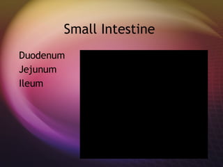 Small Intestine Duodenum Jejunum Ileum