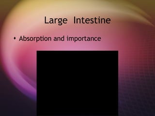 Large Intestine Absorption and importance