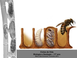Ciclos de Vida
Biologia e Geologia – 11º ano
Maria João Drumond / novembro 2013

 