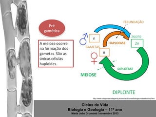 http://www.colegiovascodagama.pt/ciencias3c/onze/biologiaunidade6ciclos.html

Ciclos de Vida
Biologia e Geologia – 11º ano
Maria João Drumond / novembro 2013

 